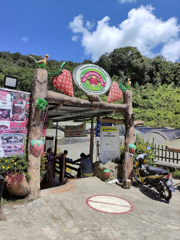 Fermes de Brinchang – Brinchang, Cameron Highlands, Malaisie (photo 3)