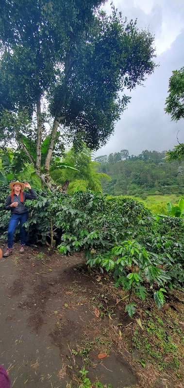 Finca Don Elias : visite d'une plantation de café – Finca Don Elias, Salento, Quindío, Colombie (photo 1)