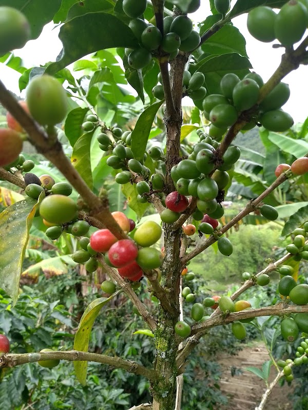 Finca Don Elias : visite d'une plantation de café – Finca Don Elias, Salento, Quindío, Colombie (photo 3)