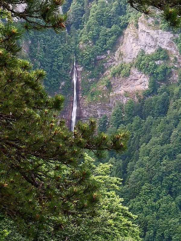 Forêt primaire de Perućica – Parc national de la Sutjeska, Bosnie-Herzégovine (photo 1)