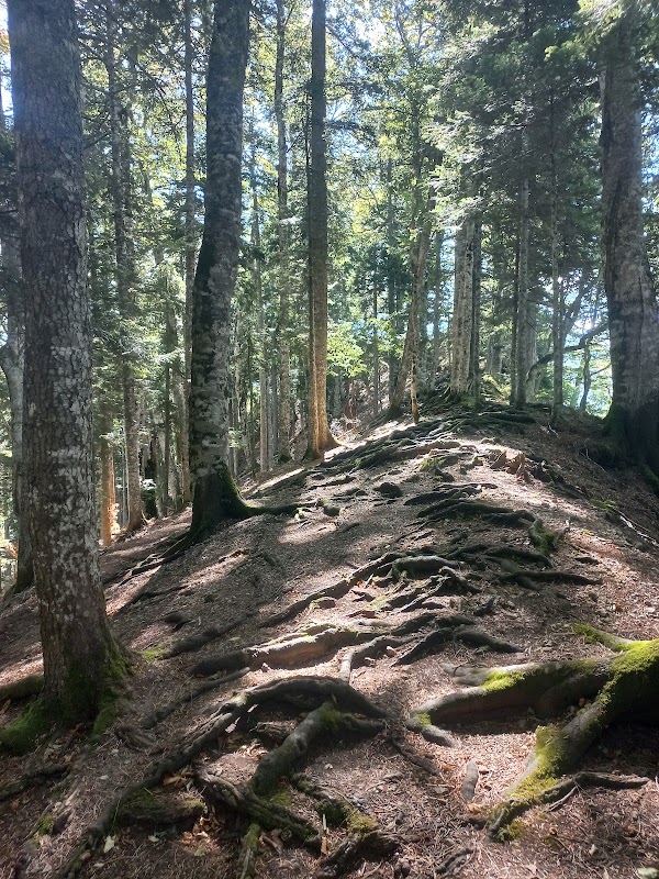 Forêt primaire de Perućica – Parc national de la Sutjeska, Bosnie-Herzégovine (photo 3)