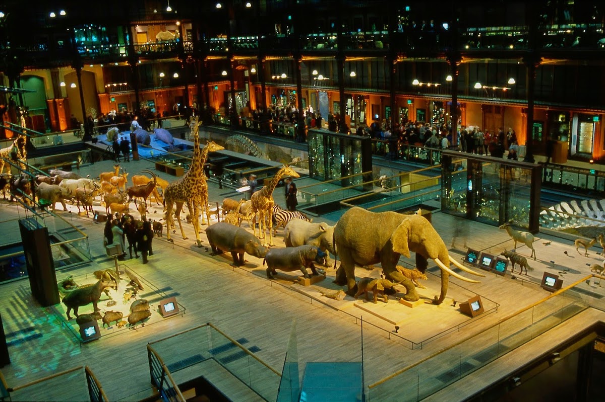 Grande Galerie de l'Évolution, Muséum national d'histoire naturelle – 36 Rue Geoffroy-Saint-Hilaire, 75005 Paris, France (photo 1)