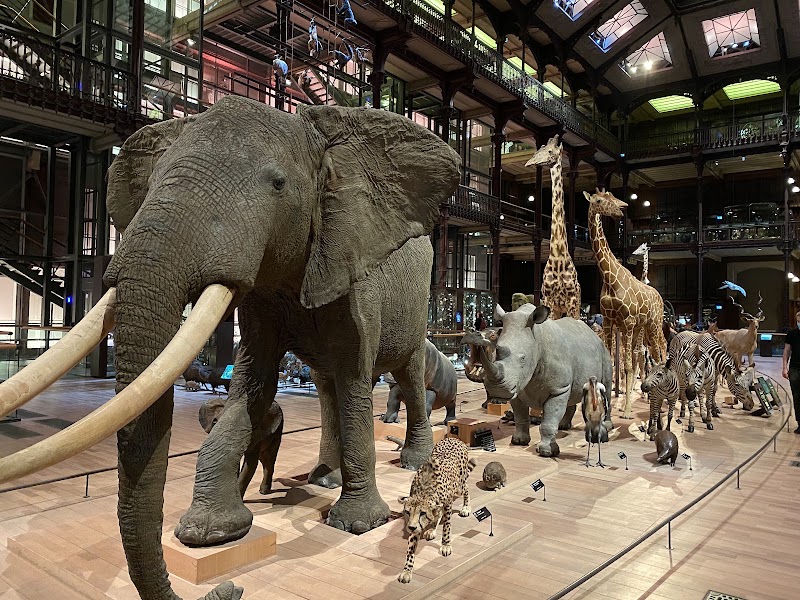 Grande Galerie de l'Évolution, Muséum national d'histoire naturelle – 36 Rue Geoffroy-Saint-Hilaire, 75005 Paris, France (photo 3)