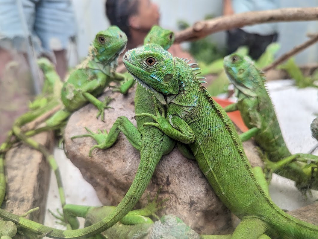 Green Iguana Conservation Project – 18 Buena Vista Street, San Ignacio, Belize (photo 1)