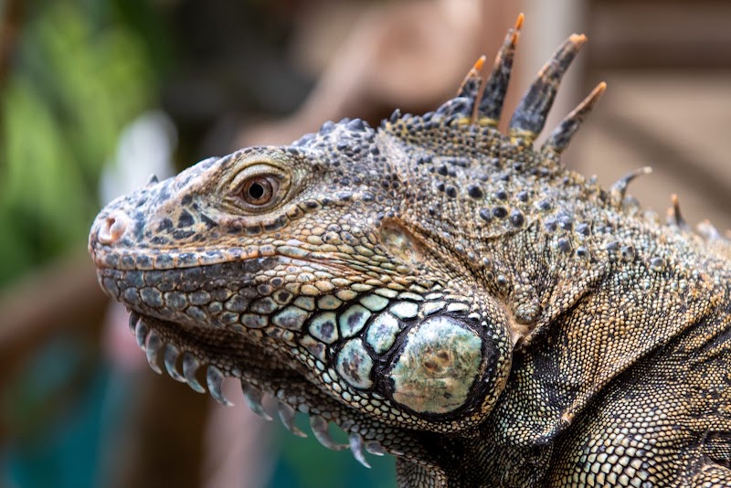 Green Iguana Conservation Project – 18 Buena Vista Street, San Ignacio, Belize (photo 2)