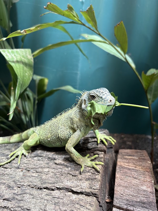 Green Iguana Conservation Project – 18 Buena Vista Street, San Ignacio, Belize (photo 3)