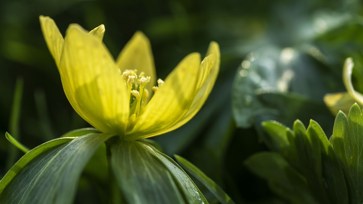 Hortus botanicus de Leyde – Rapenburg 73, 2311 WJ Leiden, Pays-Bas (photo 1)
