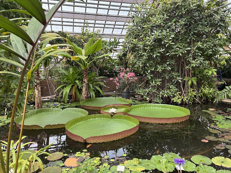 Hortus botanicus de Leyde – Rapenburg 73, 2311 WJ Leiden, Pays-Bas (photo 2)