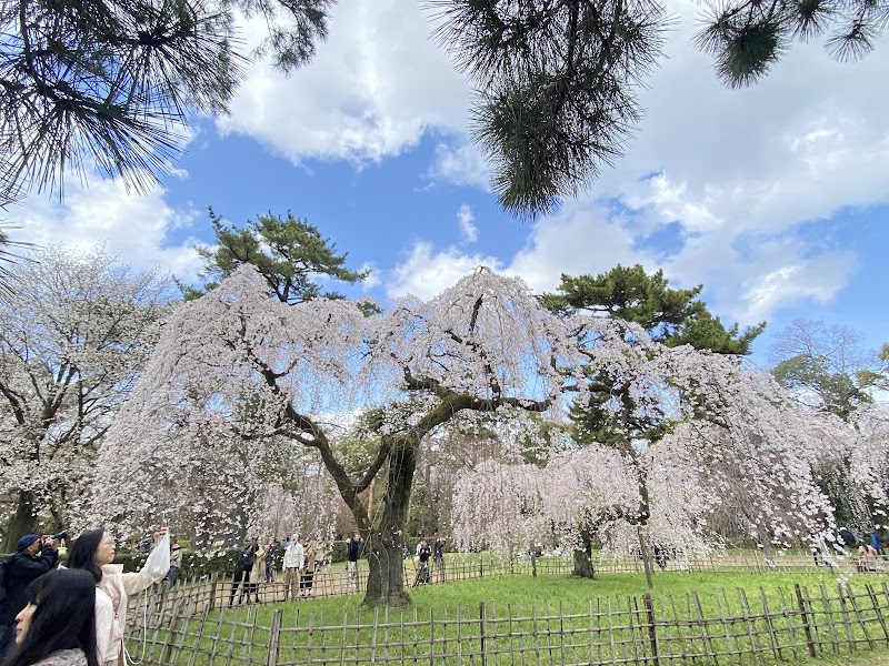 Jardin national de Kyoto, autour du palais impérial – 3 Kyōtogyoen, Kamigyo Ward, Kyoto, 602-0881, Japan (photo 3)