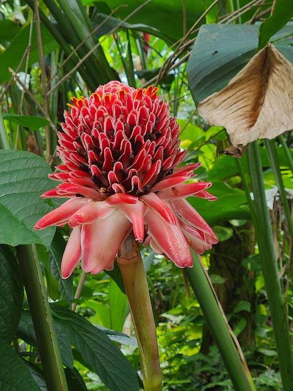 Jardins botaniques et chute de Diamond – Diamond Road, Soufrière, Sainte-Lucie (photo 2)