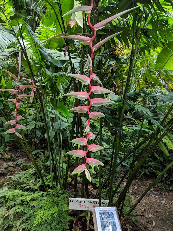 Jardins botaniques et chute de Diamond – Diamond Road, Soufrière, Sainte-Lucie (photo 3)