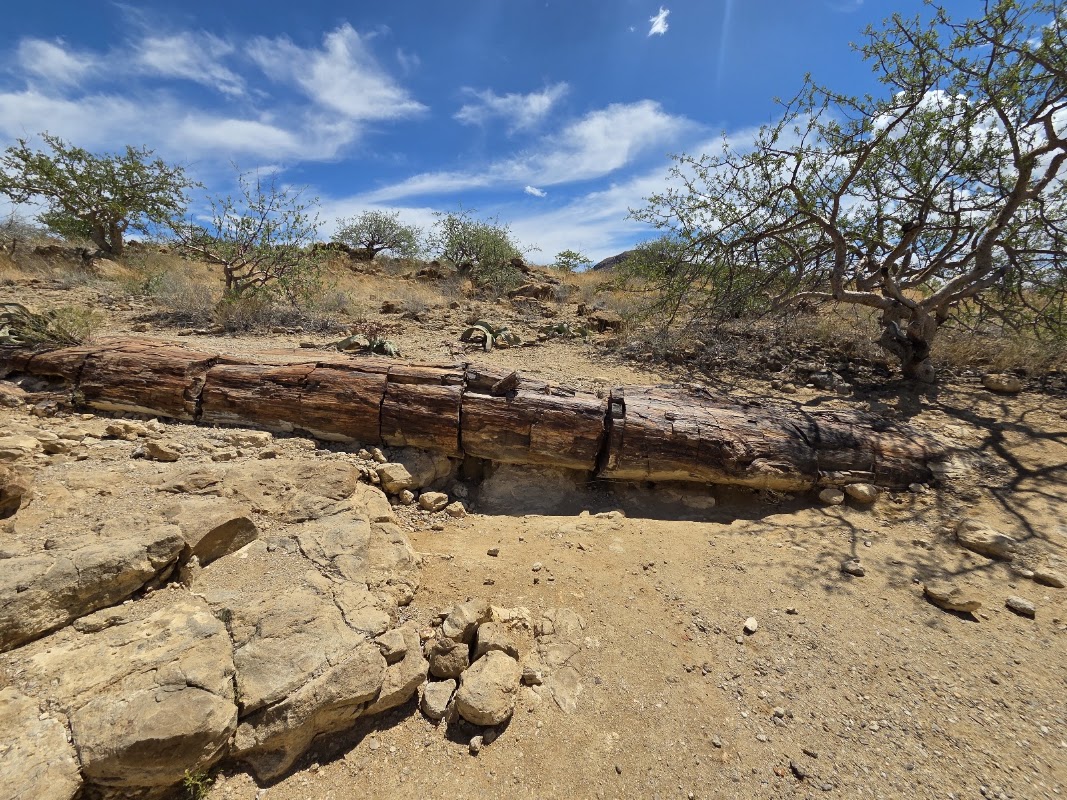 La forêt pétrifiée de Khorixas – Namibie (photo 1)