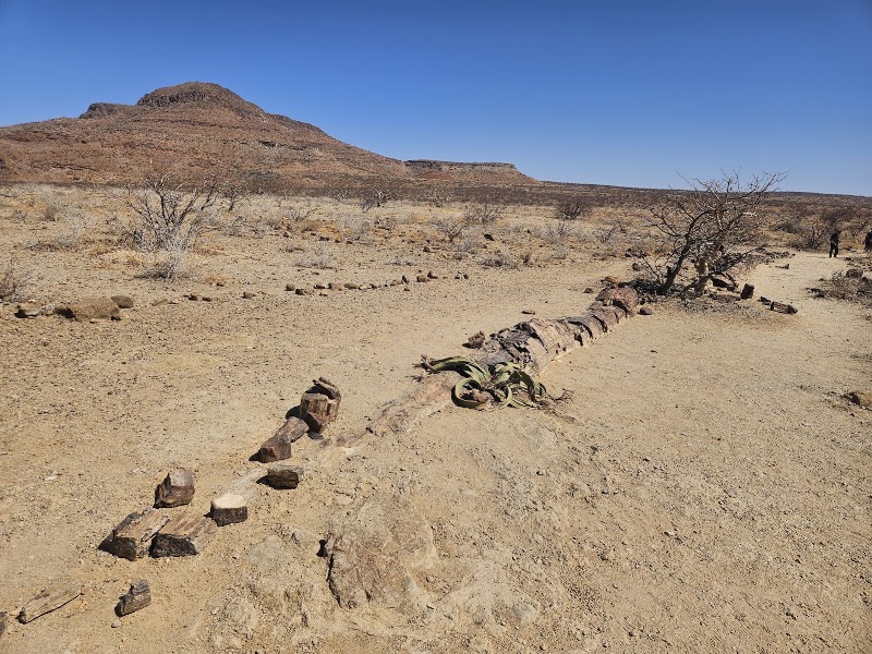 La forêt pétrifiée de Khorixas – Namibie (photo 2)