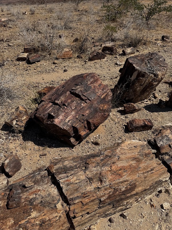 La forêt pétrifiée de Khorixas – Namibie (photo 3)