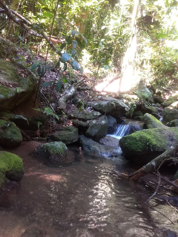 La Pedra Bonita : le sentier de la forêt de Tijuca – São Conrado, Rio de Janeiro - État de Rio de Janeiro, Brésil (photo 2)