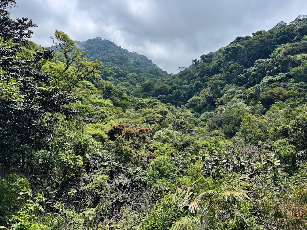 La réserve Curi-Cancha – Reserva Curi-Cancha, Monteverde, Puntarenas (photo 1)