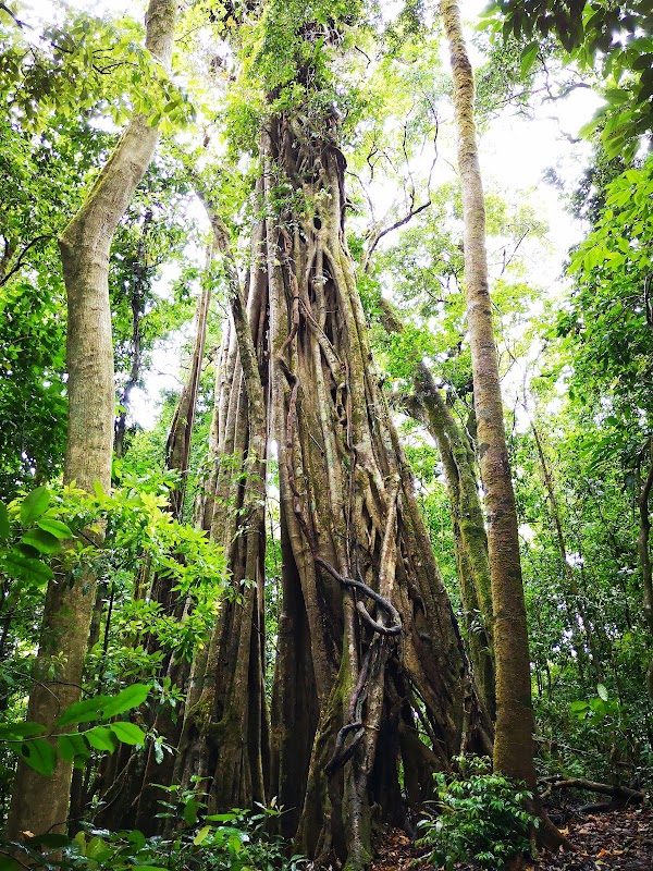 La réserve Curi-Cancha – Reserva Curi-Cancha, Monteverde, Puntarenas (photo 2)