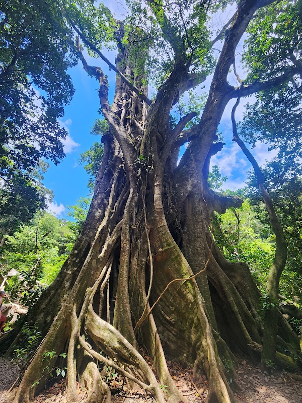 La réserve Curi-Cancha – Reserva Curi-Cancha, Monteverde, Puntarenas (photo 3)