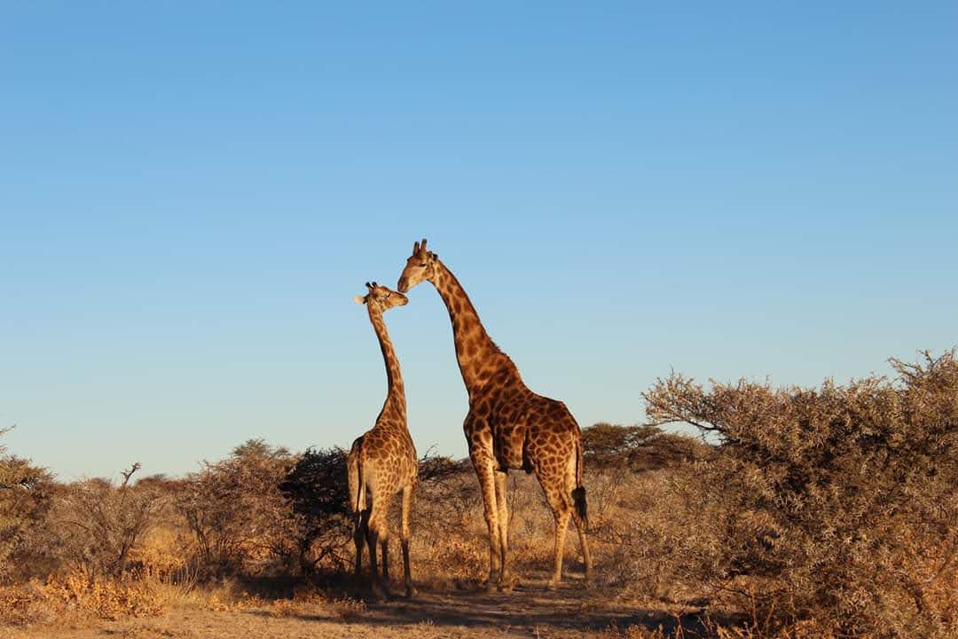 Le belvédère sur la pan d'Etosha – 3F9Q+Q2X, Halali, Namibie (photo 1)