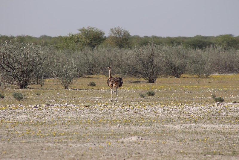 Le belvédère sur la pan d'Etosha – 3F9Q+Q2X, Halali, Namibie (photo 3)