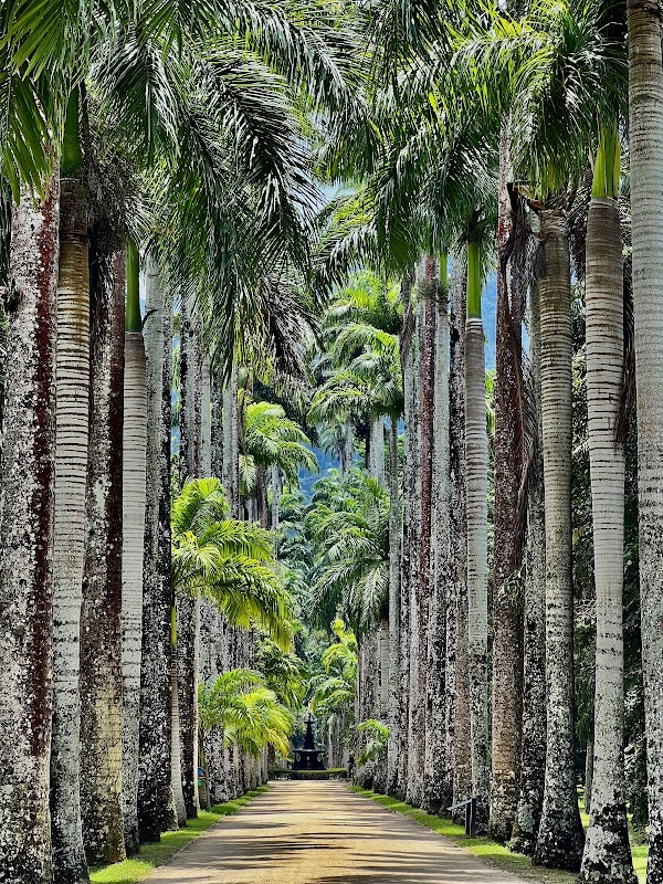 Le Jardin botanique de Rio – R. Jardim Botânico, 1008 - Jardim Botânico, Rio de Janeiro - RJ, 22460-030, Brésil (photo 1)