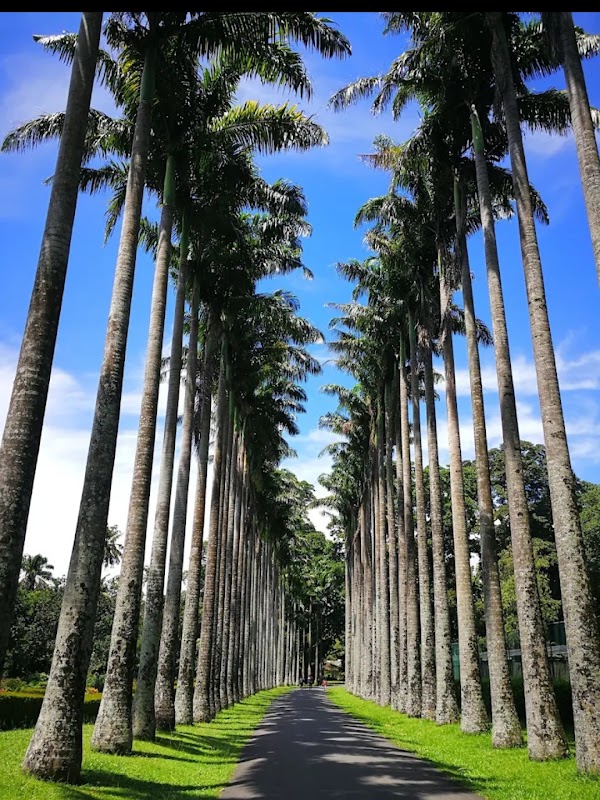 Le jardin botanique royal de Peradeniya – Kandy, Sri Lanka (photo 2)