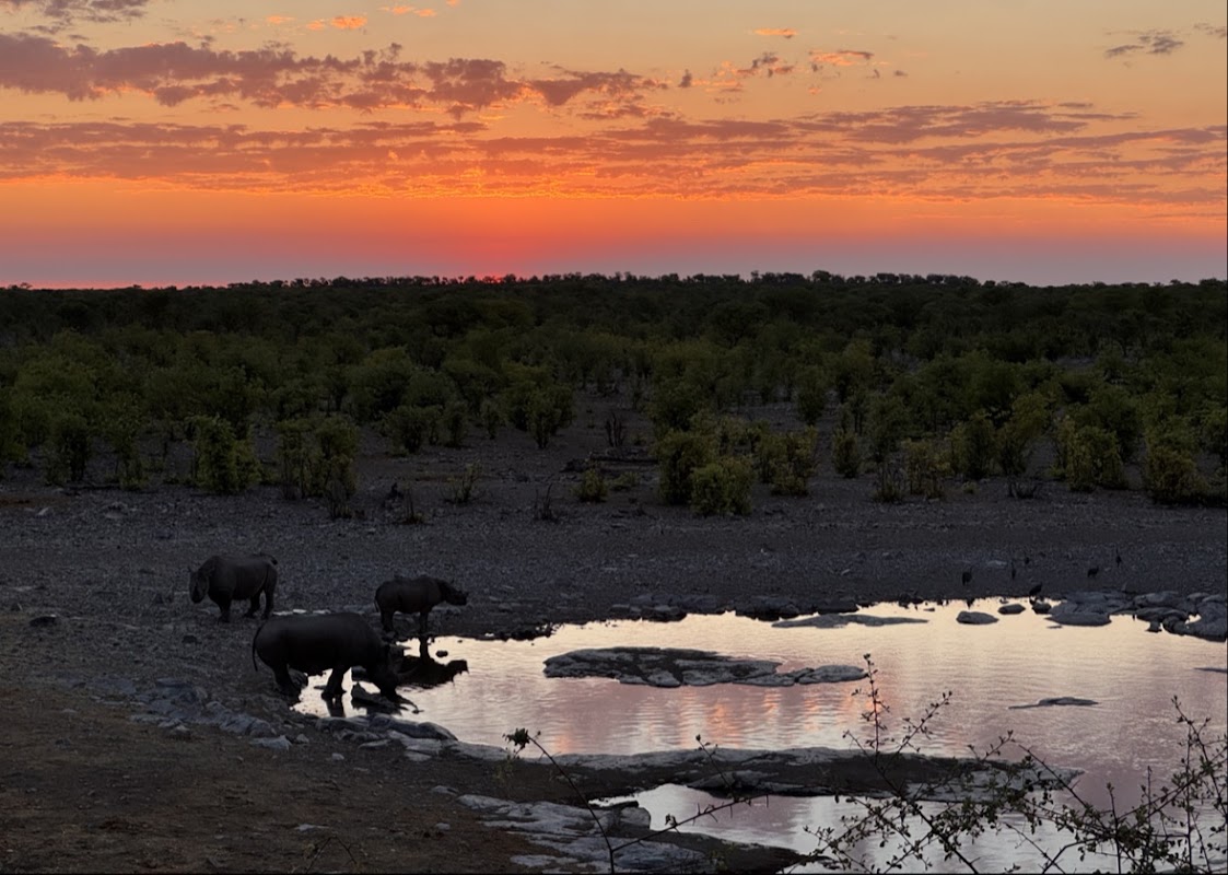 Le point d'eau de Moringa – XF5C+W7G, Halali, Namibie (photo 1)