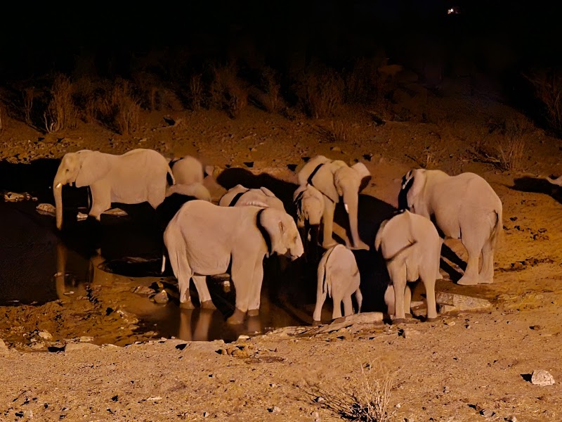 Le point d'eau de Moringa – XF5C+W7G, Halali, Namibie (photo 2)