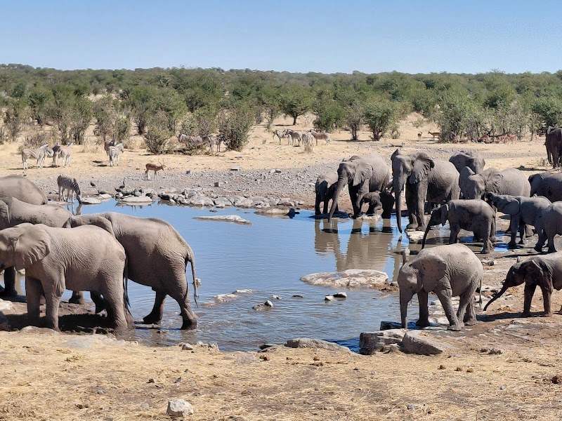 Le point d'eau de Moringa – XF5C+W7G, Halali, Namibie (photo 3)