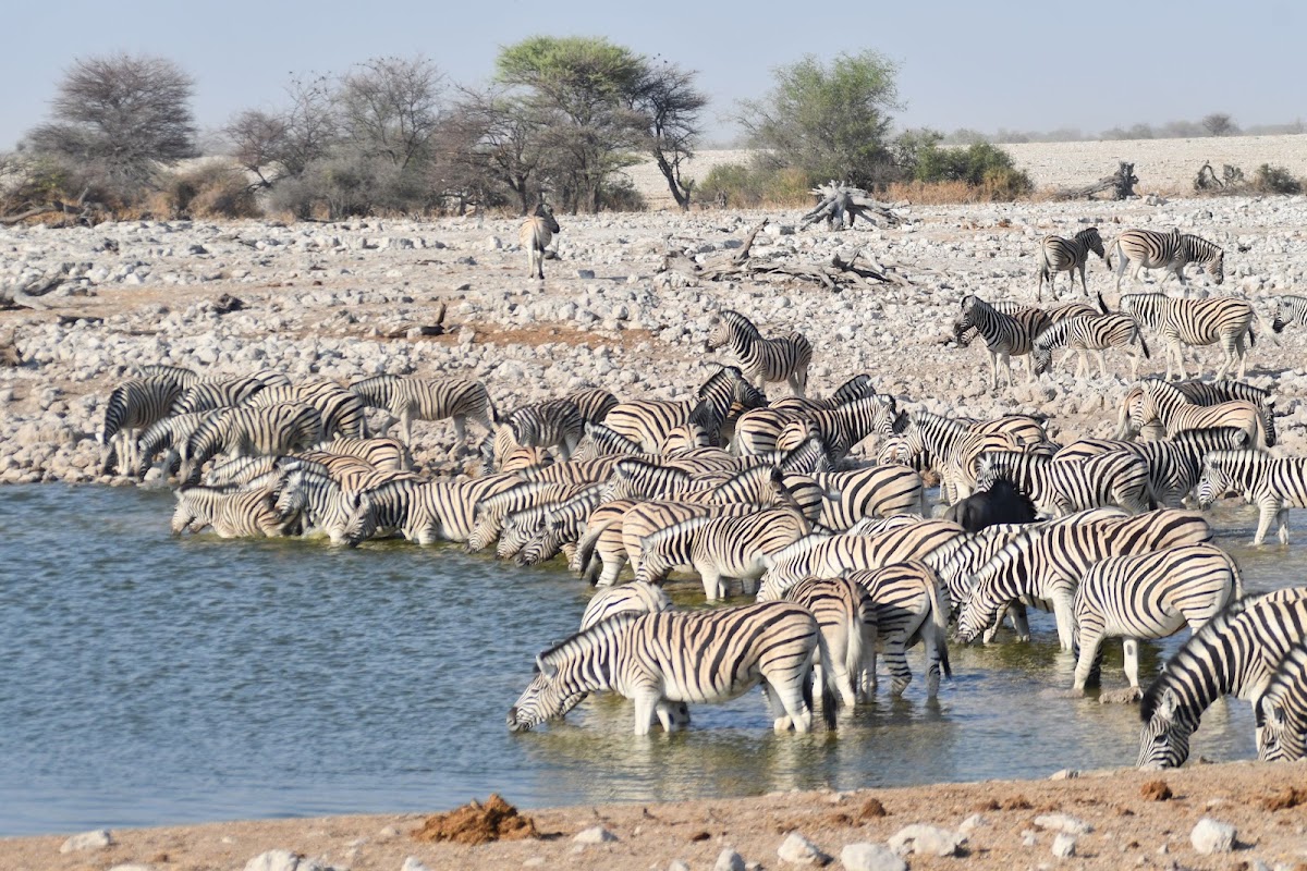 Le point d'eau d'Okaukuejo – RW98+JGH Etosha National Park, Okaukuejo, Namibie (photo 1)