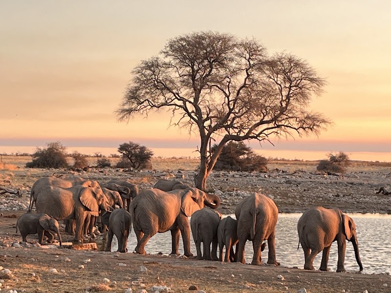 Le point d'eau d'Okaukuejo – RW98+JGH Etosha National Park, Okaukuejo, Namibie (photo 2)