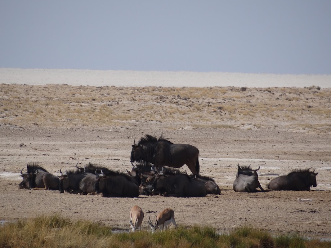 Le point d'eau d'Okondeka – Okondeka, Namibie (photo 1)
