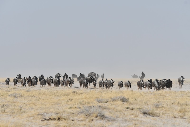 Le point d'eau d'Okondeka – Okondeka, Namibie (photo 2)