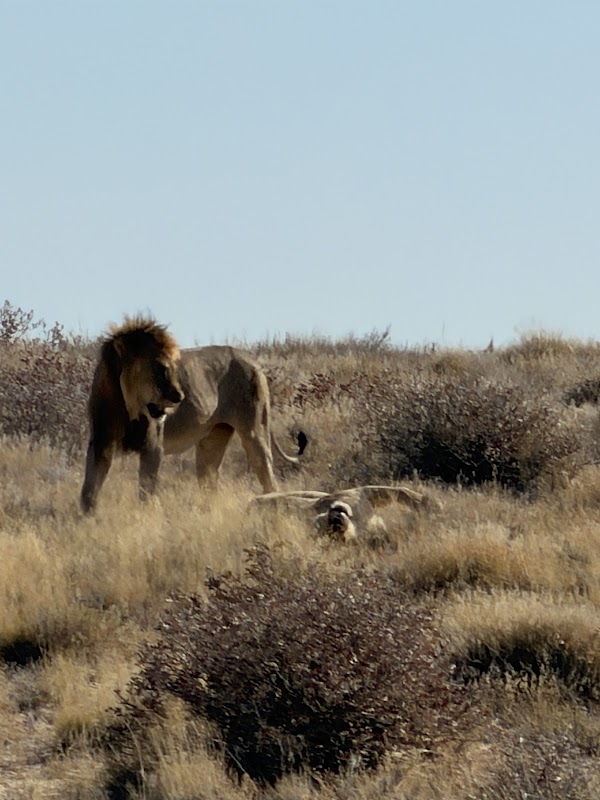 Le point d'eau d'Okondeka – Okondeka, Namibie (photo 3)
