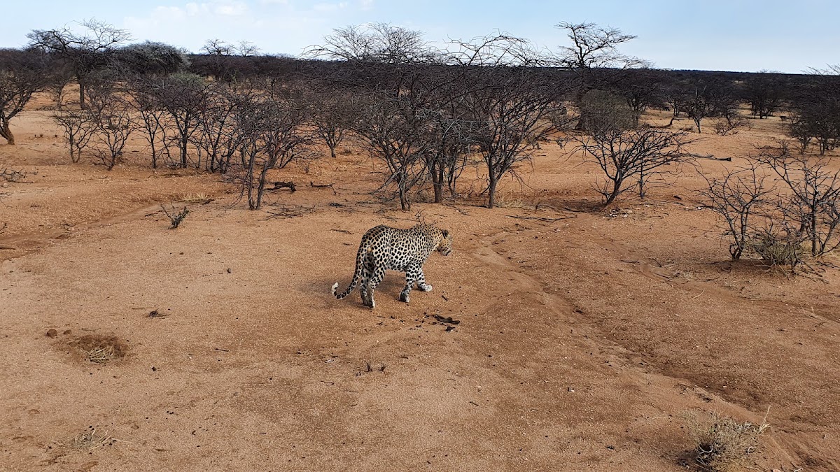 Le suivi des léopards à Okonjima – Okonjima Nature Reserve, Okonjima, Namibie (photo 1)