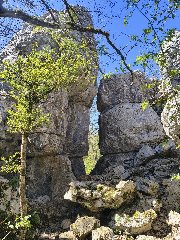 Les Cévennes ardéchoises : le bois de Païolive et Les Vans – Bois de Païolive, 07460 Berrias-et-Casteljau (photo 3)
