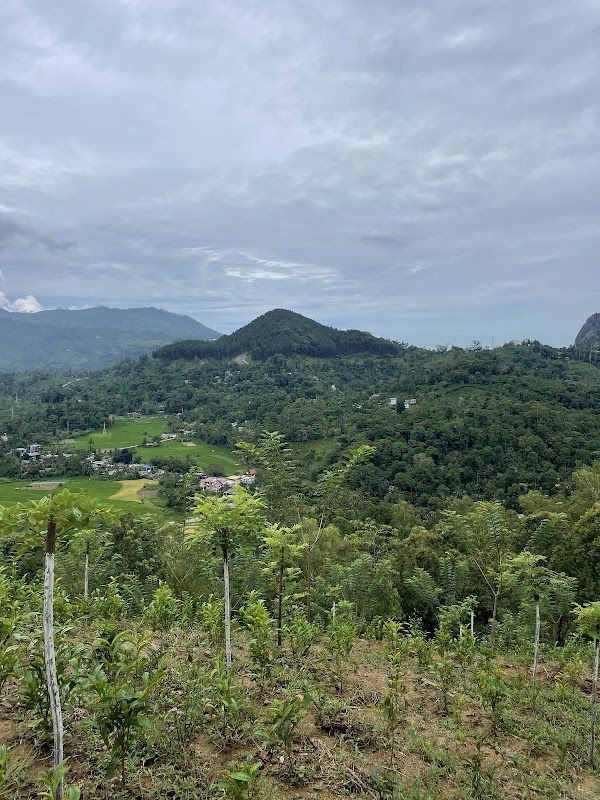 L'usine de thé d'Halpewatte – Ella, Sri Lanka (photo 3)