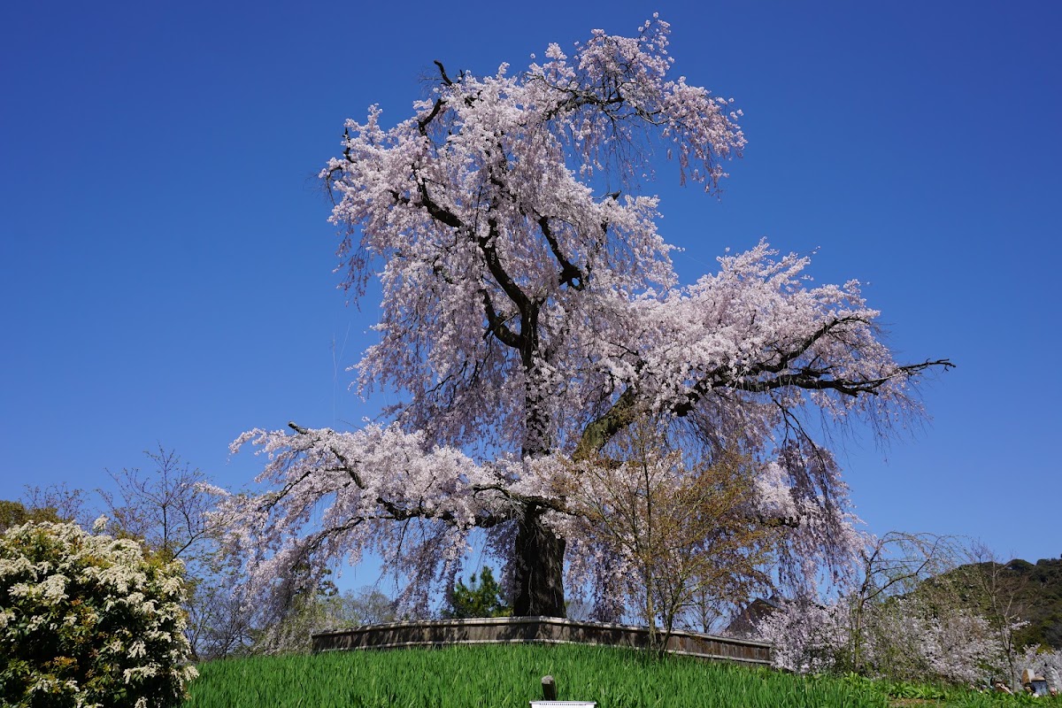 Parc Maruyama – Maruyamacho, Higashiyama Ward, Kyoto, 605-0071, Japan (photo 1)