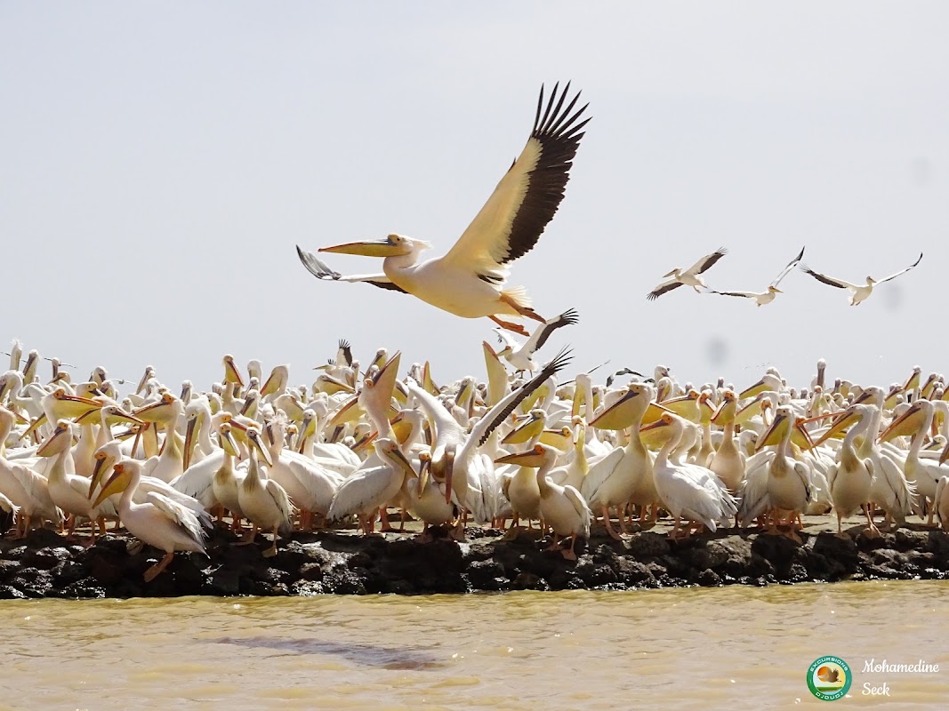 Parc national des oiseaux du Djoudj : pirogue, observation et déjeuner – Saint-Louis, Sénégal (photo 1)