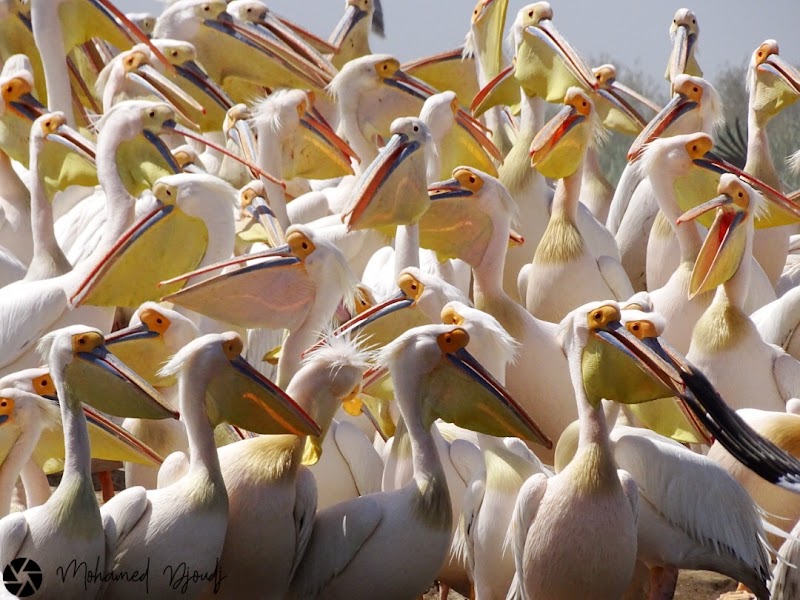 Parc national des oiseaux du Djoudj : pirogue, observation et déjeuner – Saint-Louis, Sénégal (photo 2)