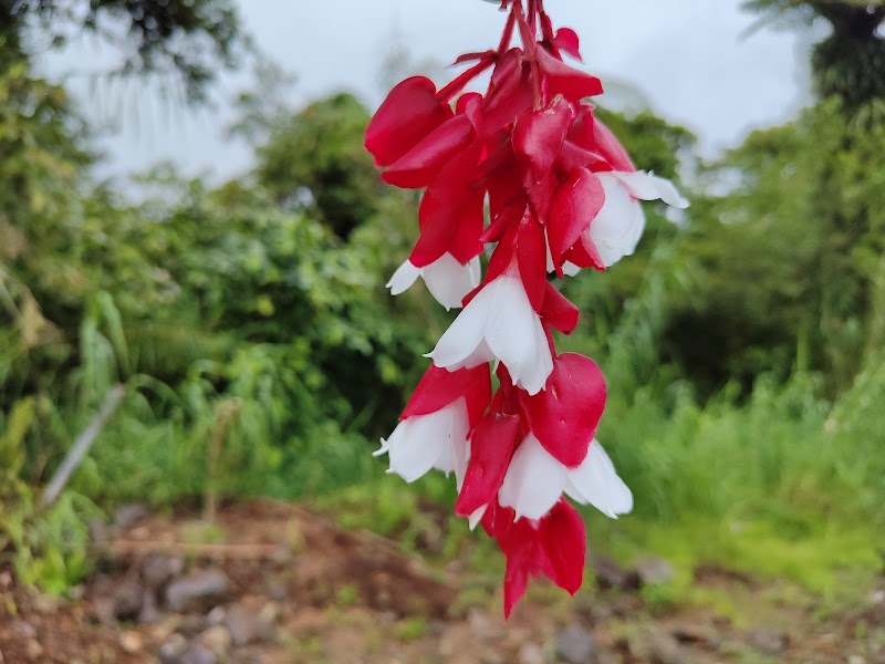 Promenade de fin de journée à Matei – Matei, Taveuni, Fidji (photo 3)