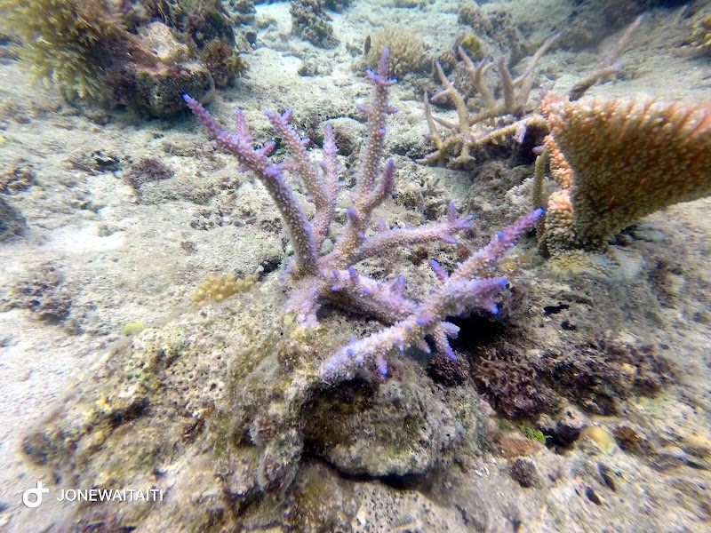 Rainbow Reef en bateau, snorkeling – Rainbow Reef, détroit de Somosomo, Taveuni, Fidji (photo 3)