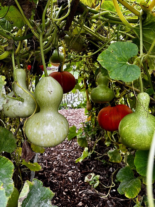 Rosendals Trädgårdskafé – Rosendalsterrassen 12, 115 21 Stockholm, Suède (photo 3)