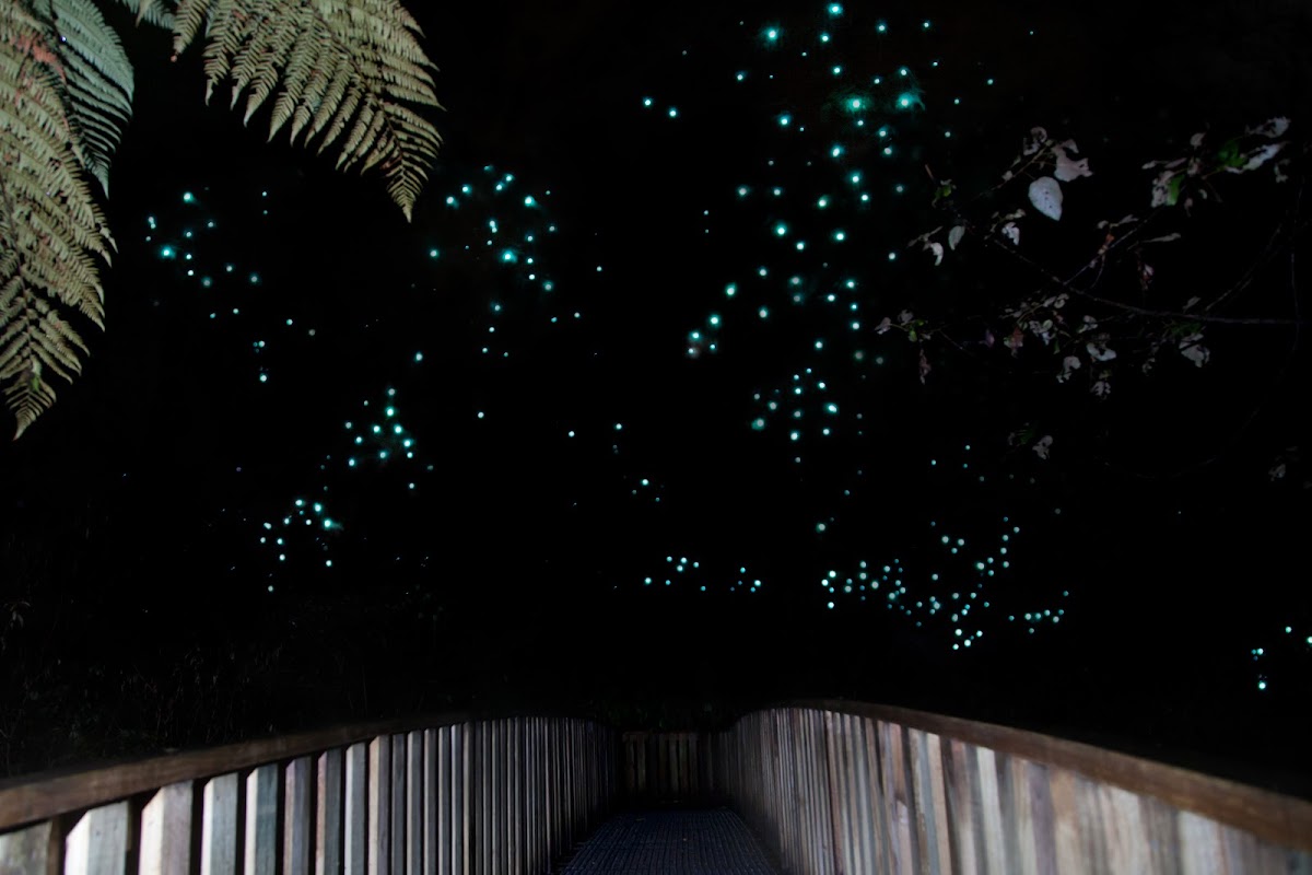 Sentier du Ruakuri Scenic Reserve – Ruakuri Scenic Reserve, Waitomo, Nouvelle-Zélande (photo 1)