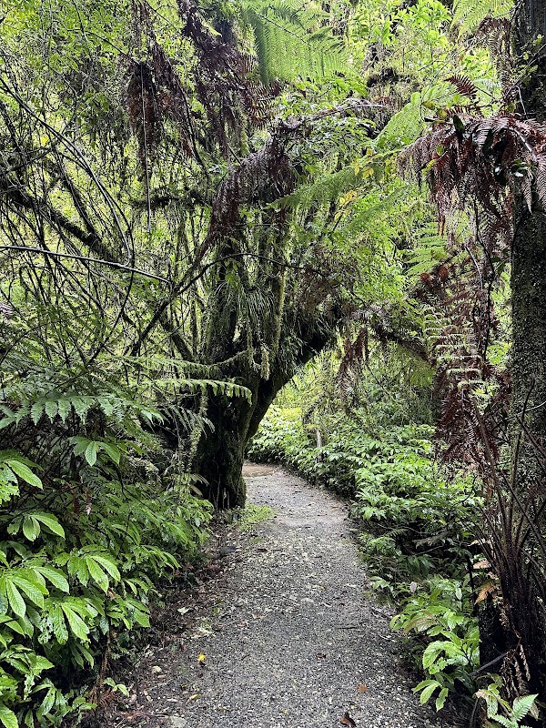 Sentier du Ruakuri Scenic Reserve – Ruakuri Scenic Reserve, Waitomo, Nouvelle-Zélande (photo 2)