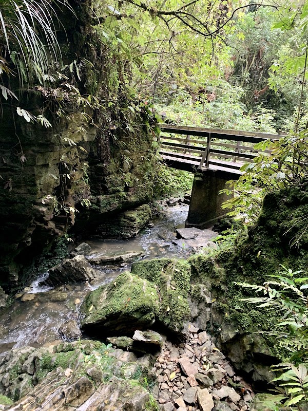 Sentier du Ruakuri Scenic Reserve – Ruakuri Scenic Reserve, Waitomo, Nouvelle-Zélande (photo 3)