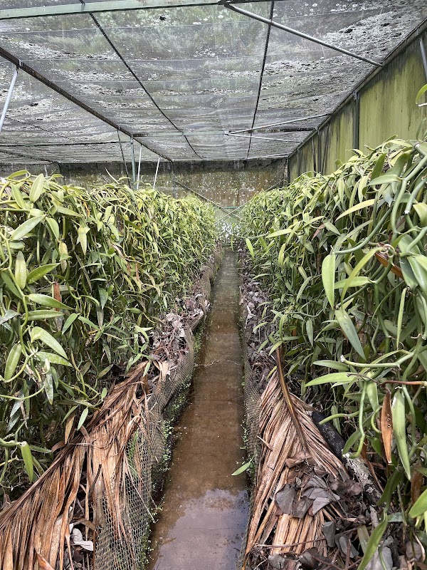 Tropical Garden – Moorea, Polynésie française (photo 3)