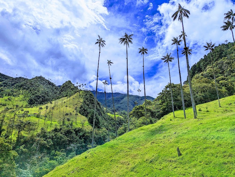Vallée de Cocora : boucle des palmiers de cire – Vallée de Cocora, Salento, Quindío, Colombie (photo 2)