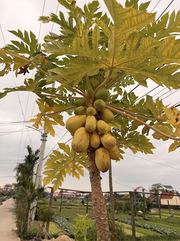 Village maraîcher de Trà Quế – Hội An, Đà Nẵng (photo 3)