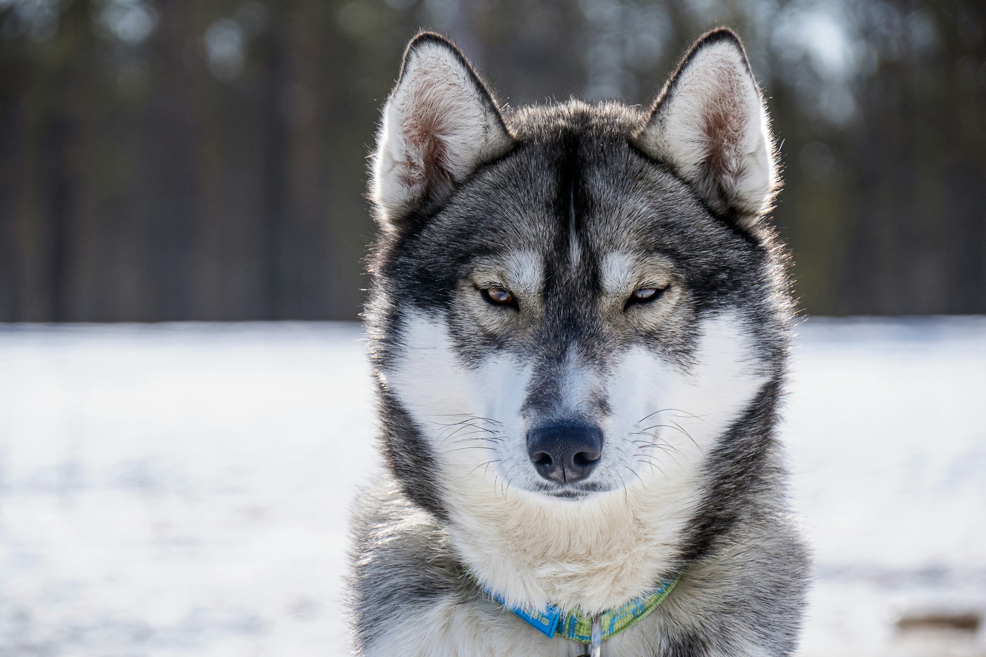Schlittenhunde im Winterschnee in Finnland
